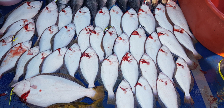 5월11일 대성호 외수질+다운샷 조황