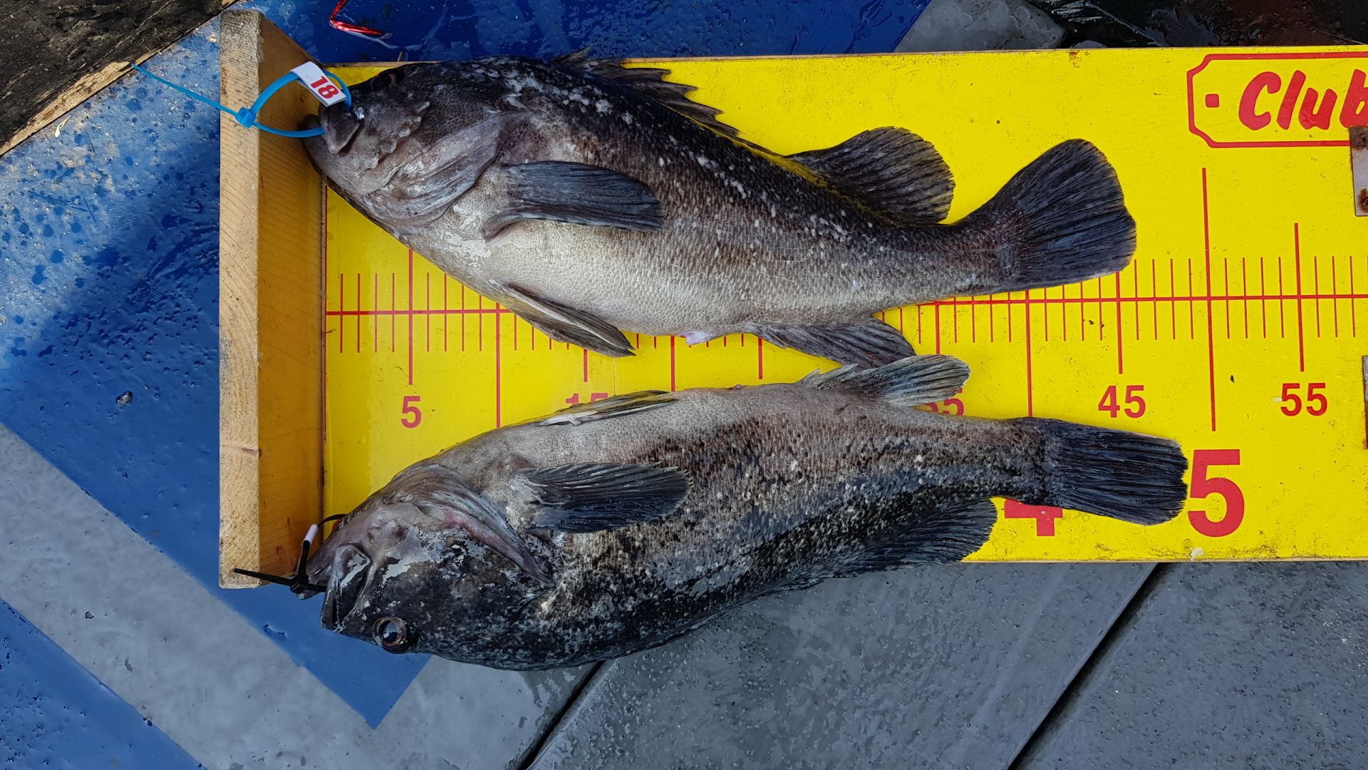 5월 12일 대성호 외수질 조황동영상