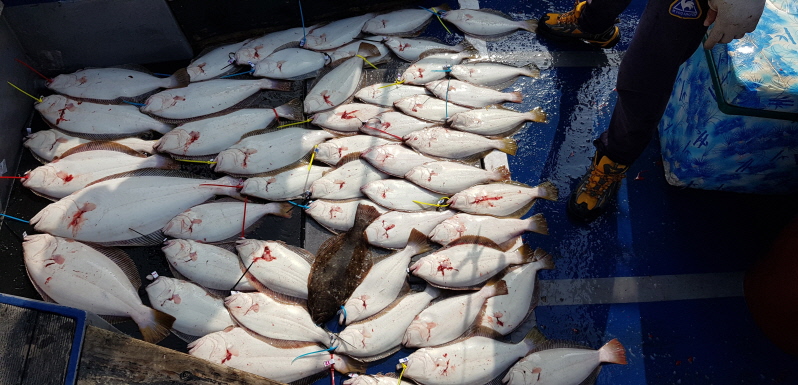 5월1일 대성호 광어다운샷조황