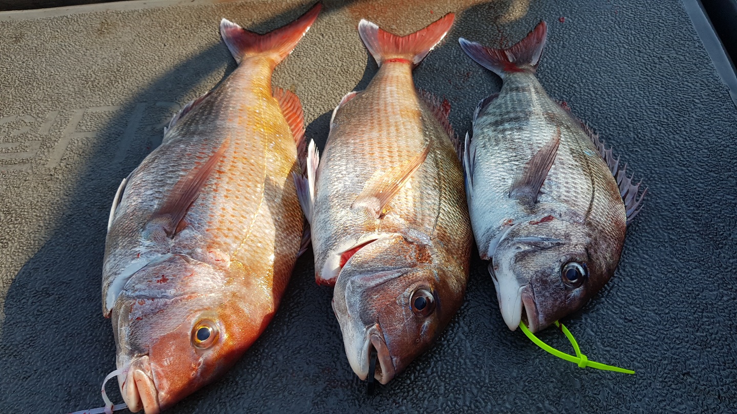 5월11일 거정호 참돔 타이라바조황