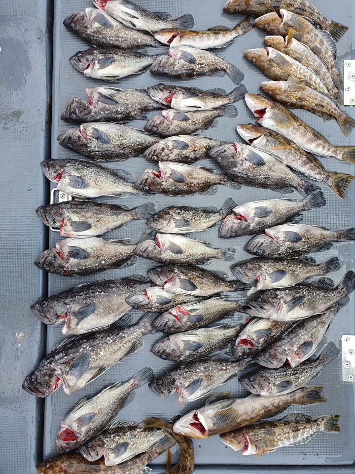 5월17일 뉴대성호 단체조황