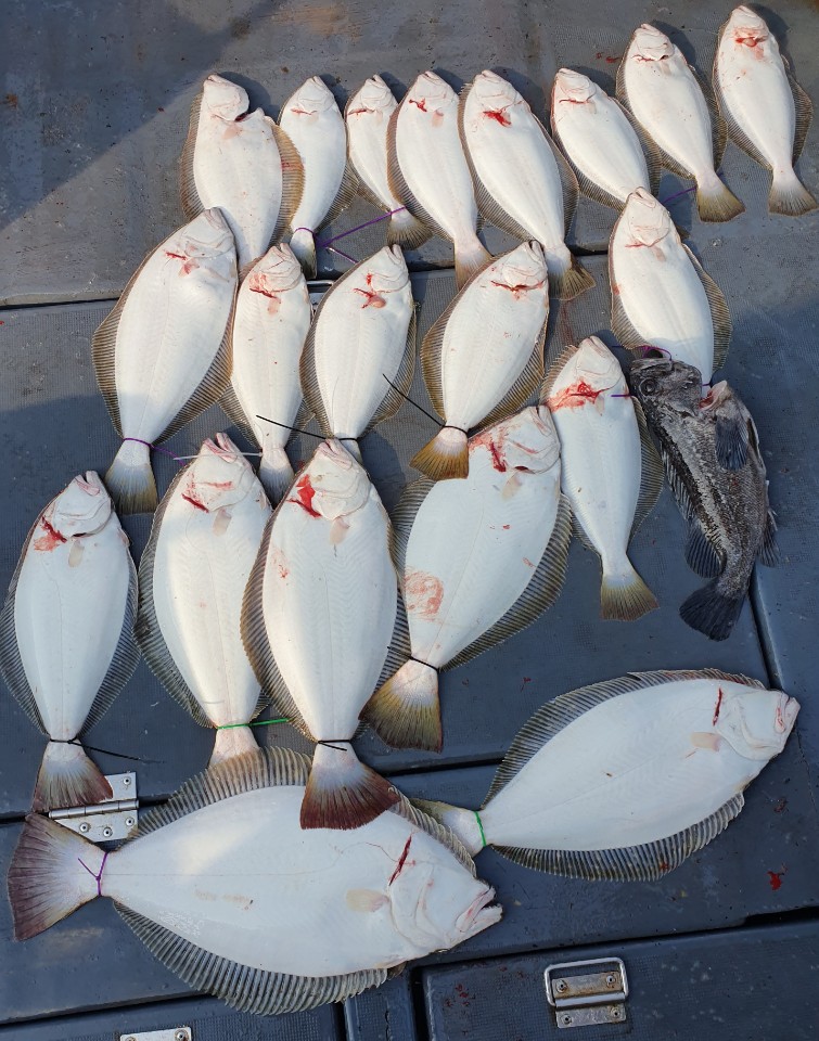 5월16일 뉴대성호 광어 다운샷조황