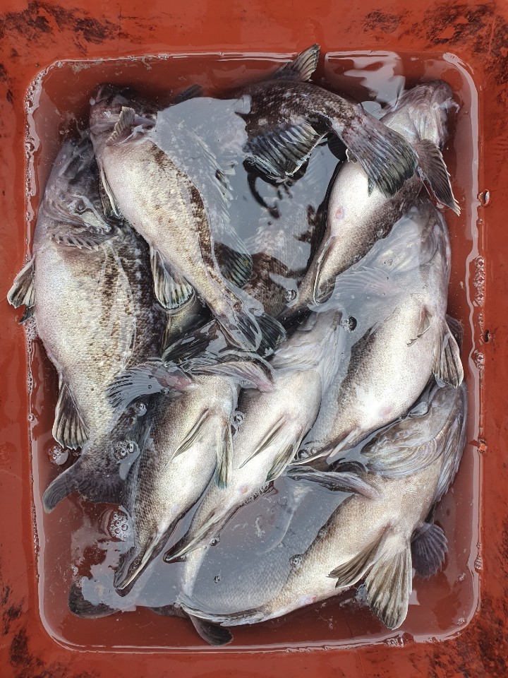 5월13일 뉴대성호 내만우럭조황