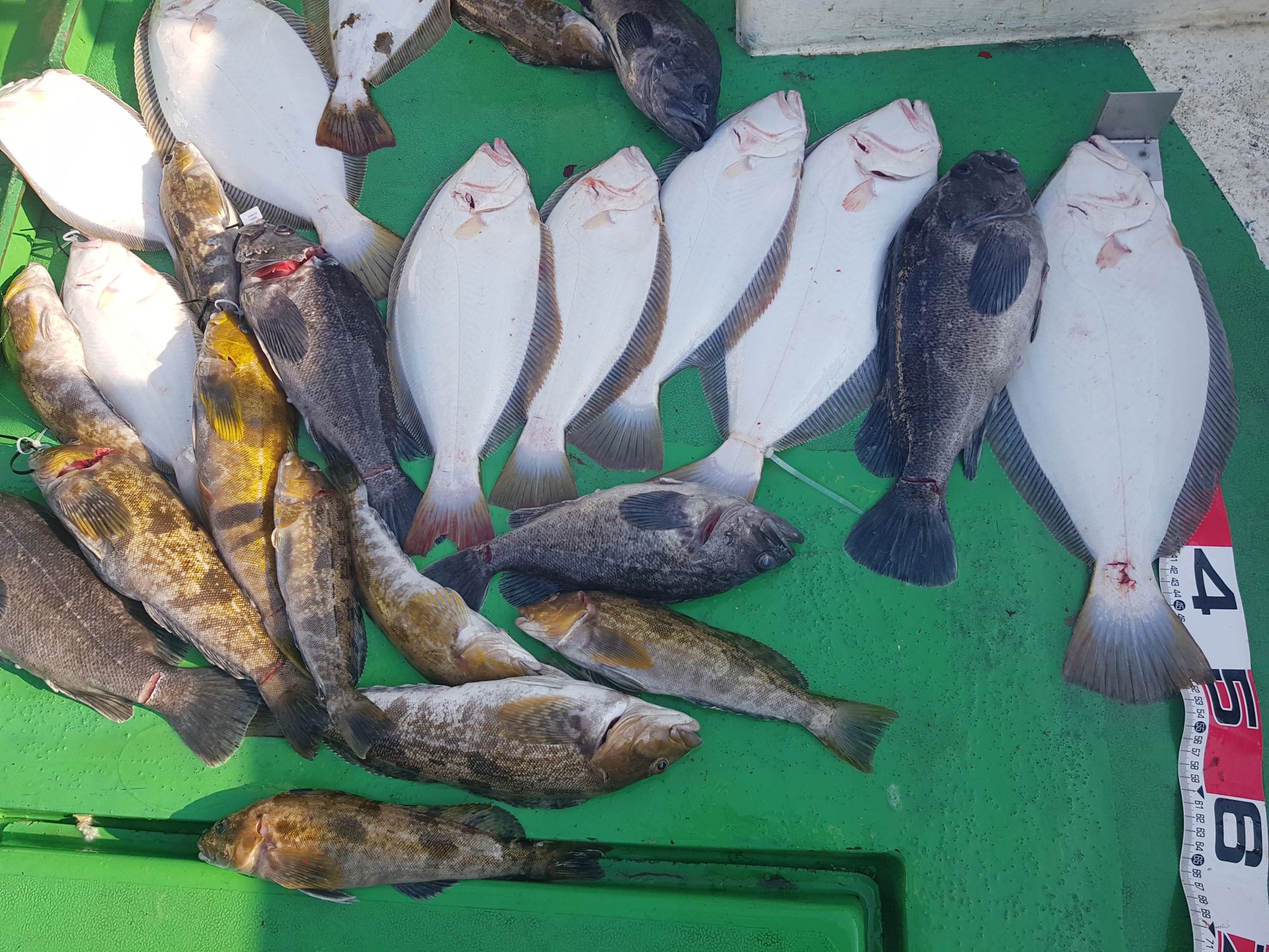 5월12일 뉴궁리호 다잡아  외수질 조황