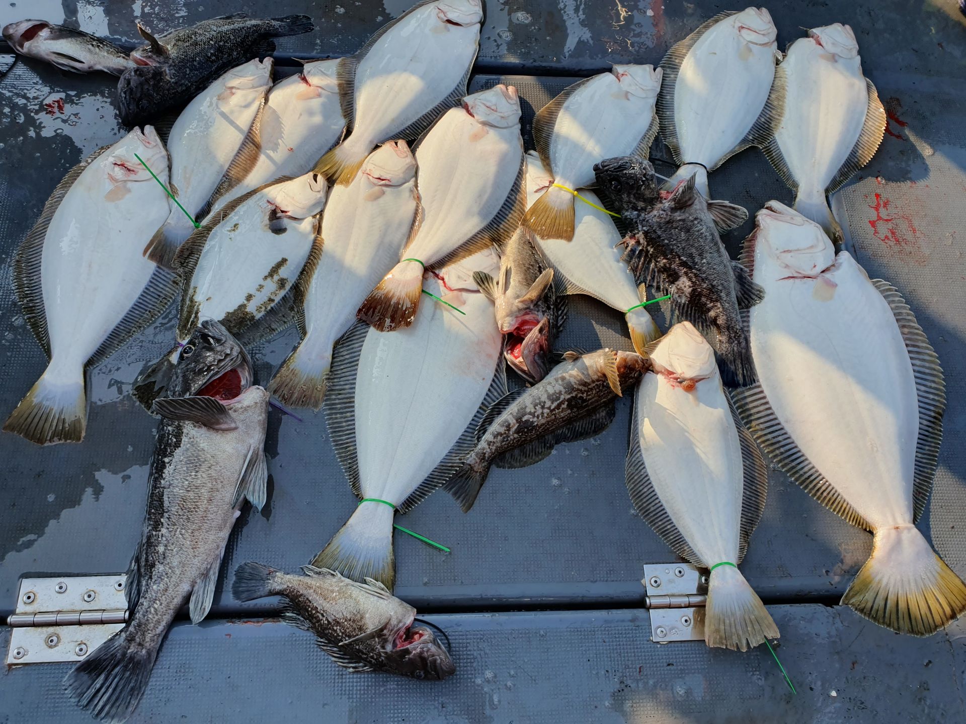 5월11일12일 뉴대성호 광어다운샷조황