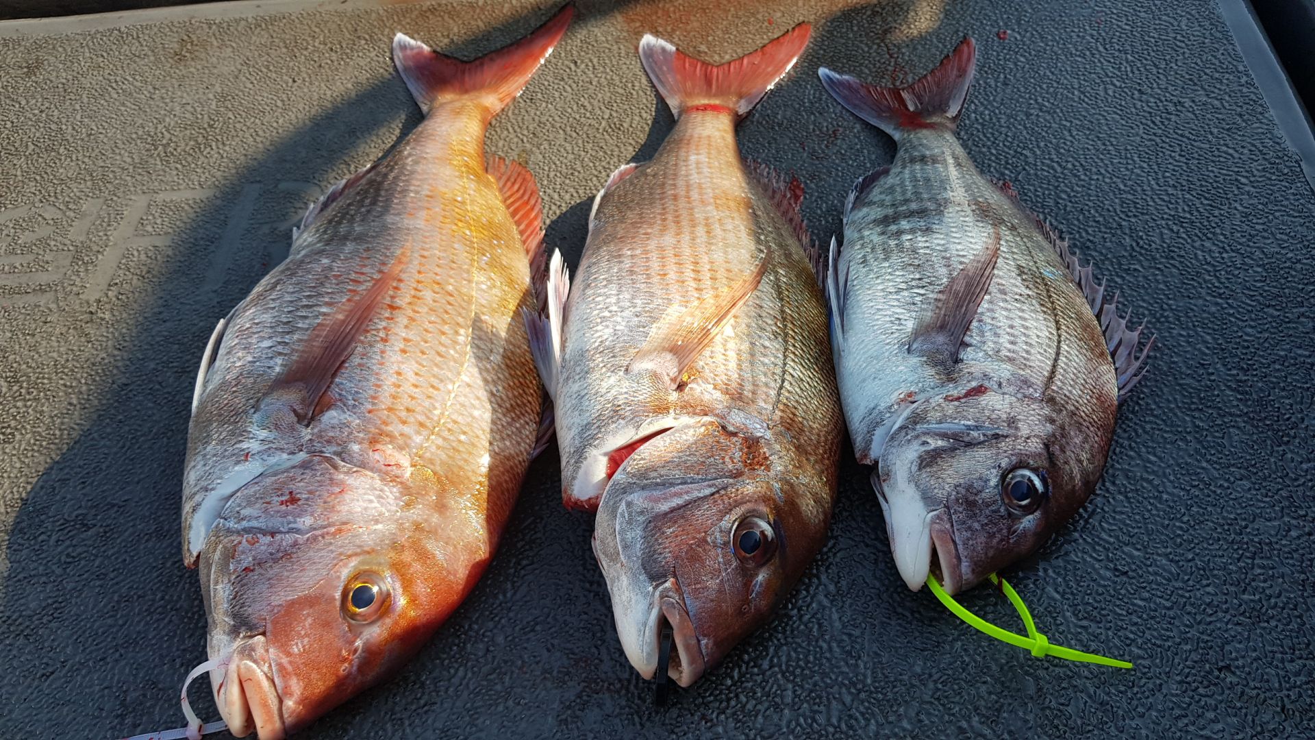 5월 11일 거정호 타이라바 참돔 랜딩영상