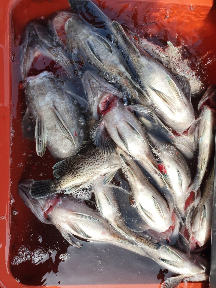 5월1일 뉴대성호 단체조황