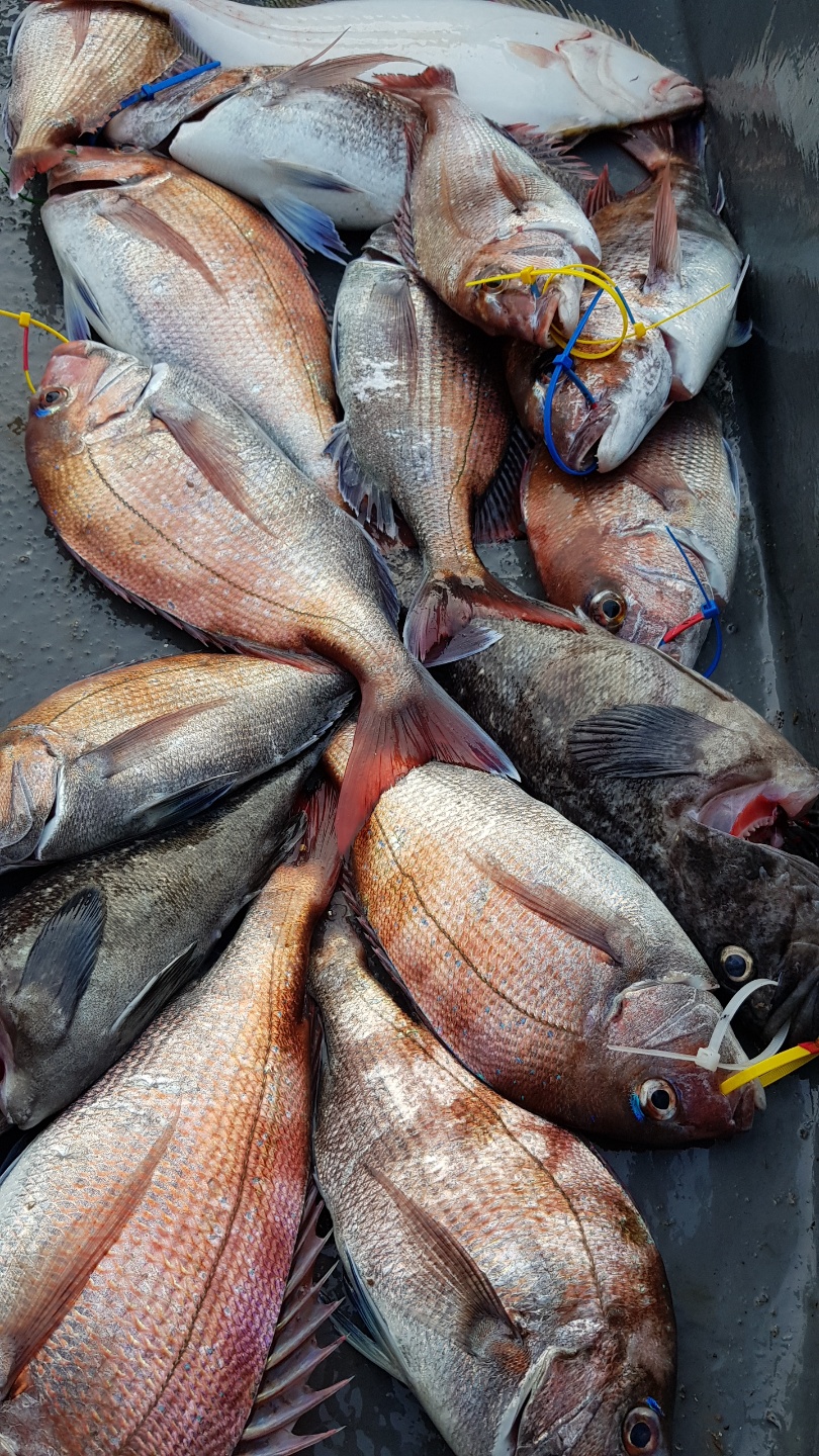 6월 8일, 9일 거정호 참돔 타이라바 조황