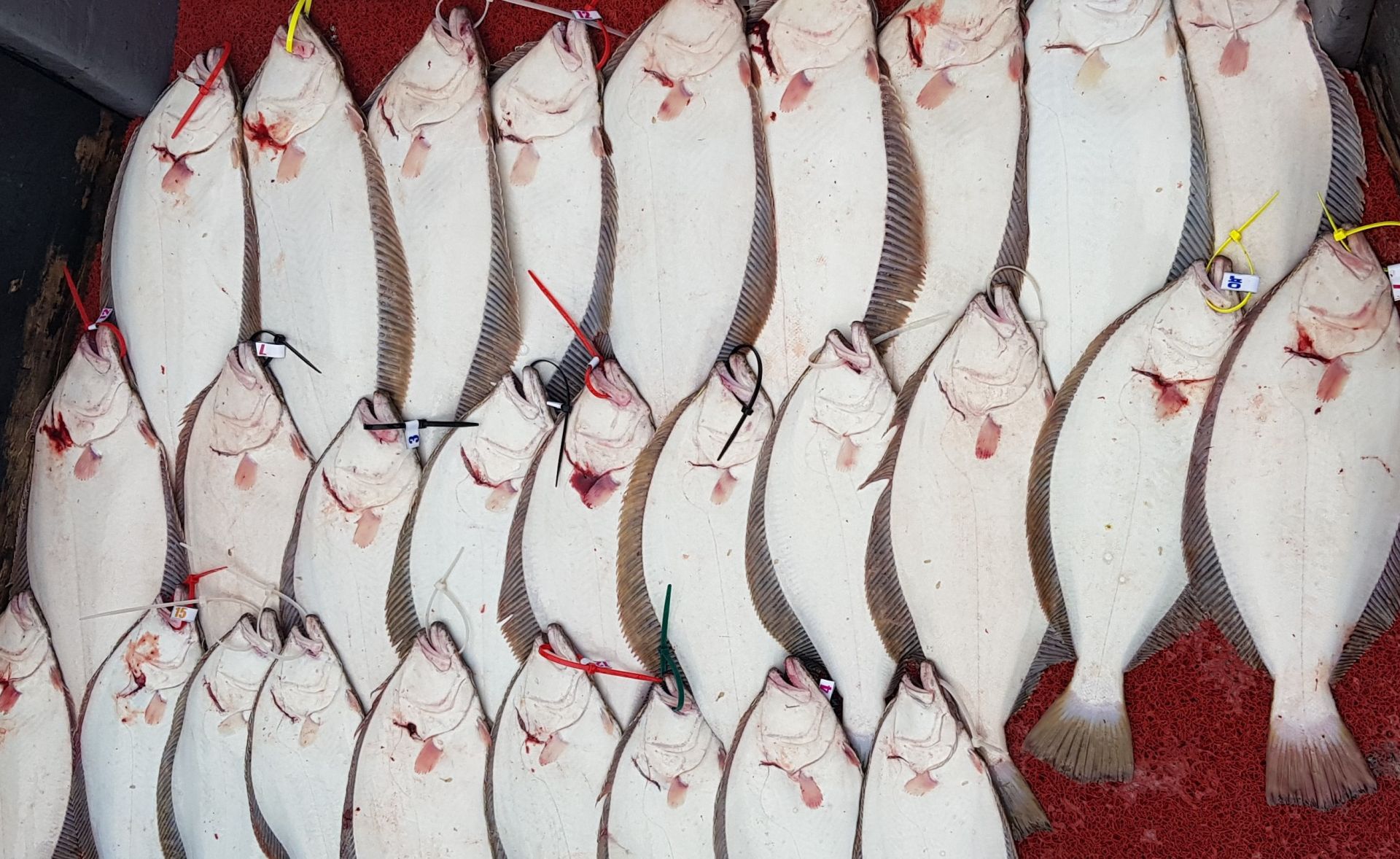 6월18일 대성호 광어다운샷조황(낚시대회일)