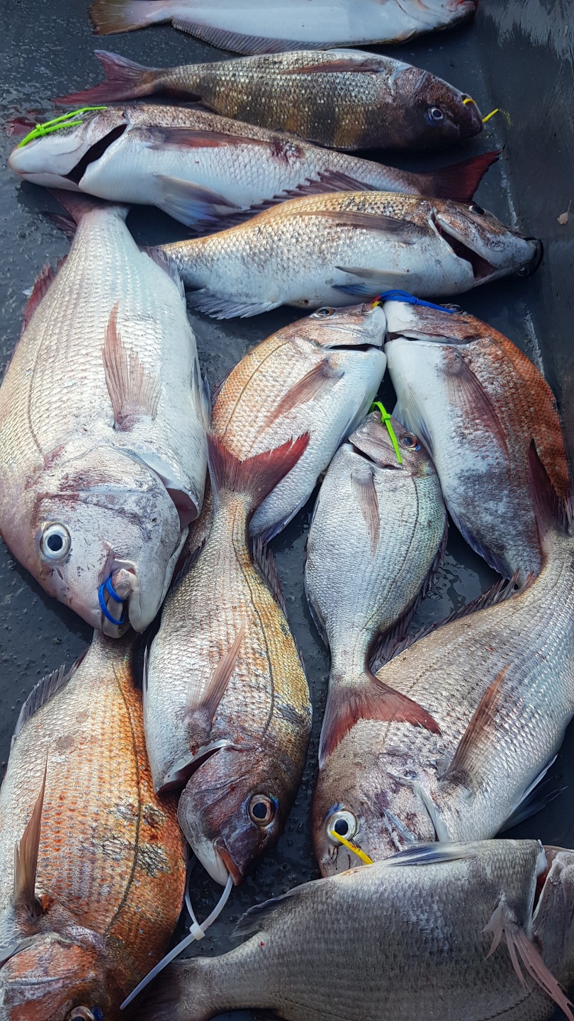 6월 16일 거정호 참돔 타이라바 조황