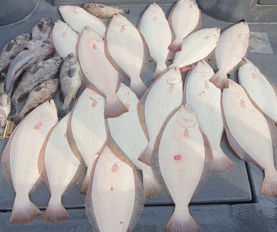 7월4일 용진호 5분 광어다운샷조황