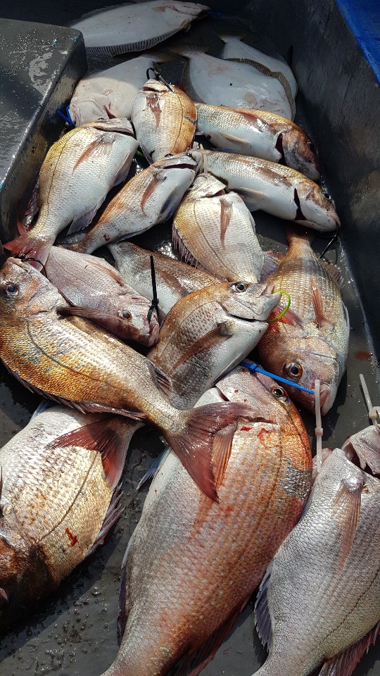 7월 4일 거정호 참돔 타이라바 조황