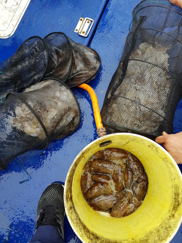 9월26 대양호 쭈꾸미조황