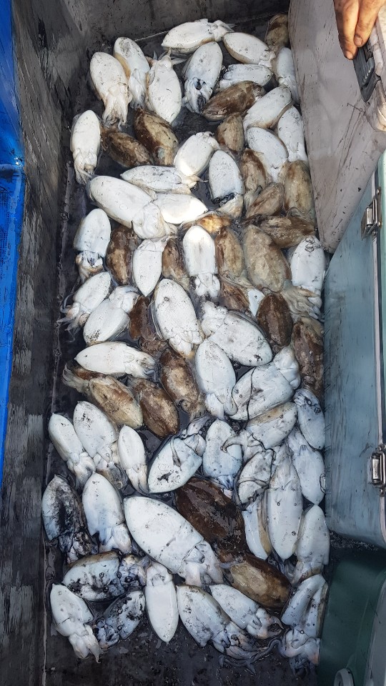 9월26 거정호 갑오징어조황