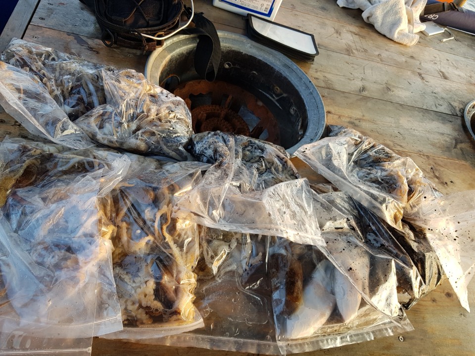 9월28일대양호쭈꾸미조황