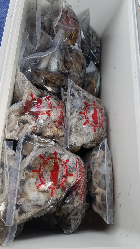 9월27일대양호쭈꾸미조황