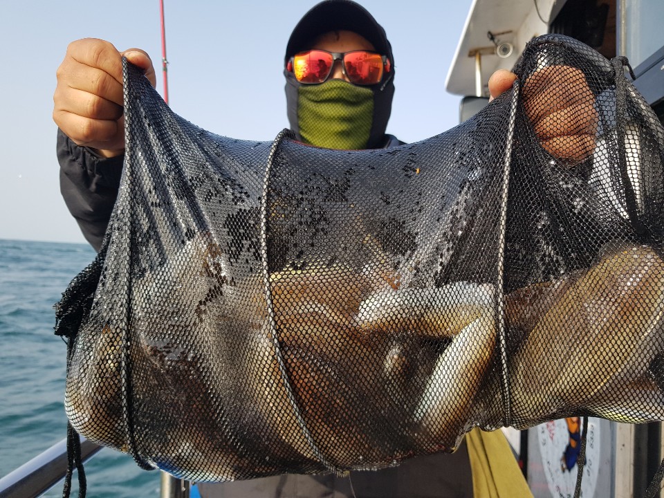 10월31일 거정호 갑오징어조황