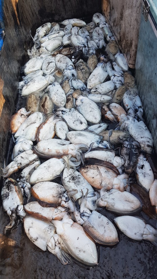 10월21일 거정호 갑오징어조황