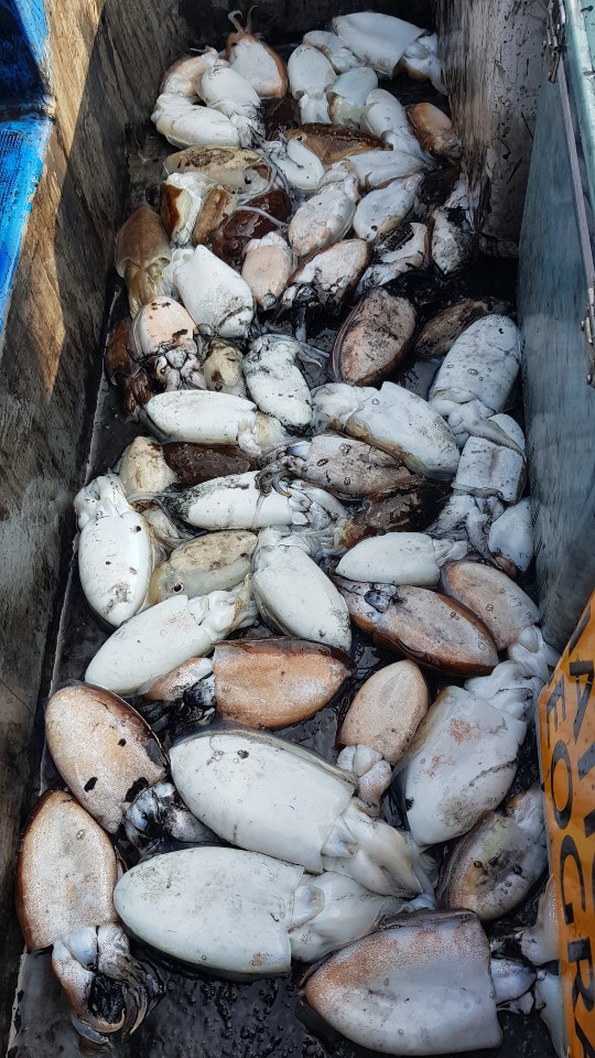 10월17일 거정호 갑오징어조황