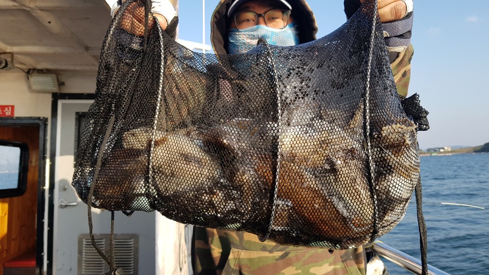 10월15일 거정호 갑오징어조황