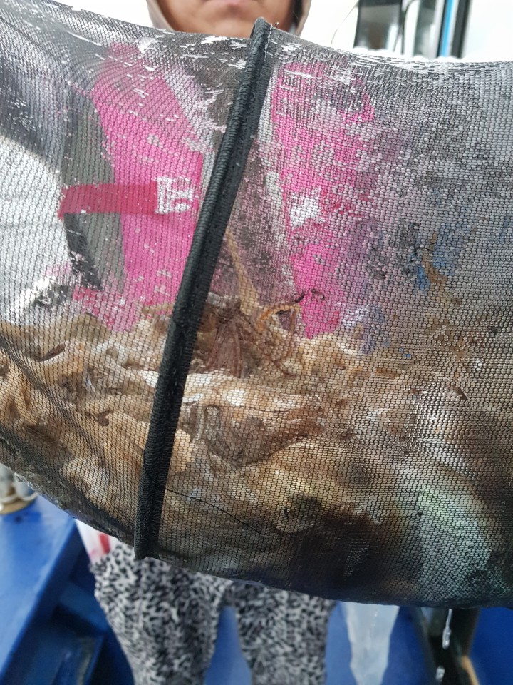 10월7일 대양호 쭈꾸미조황