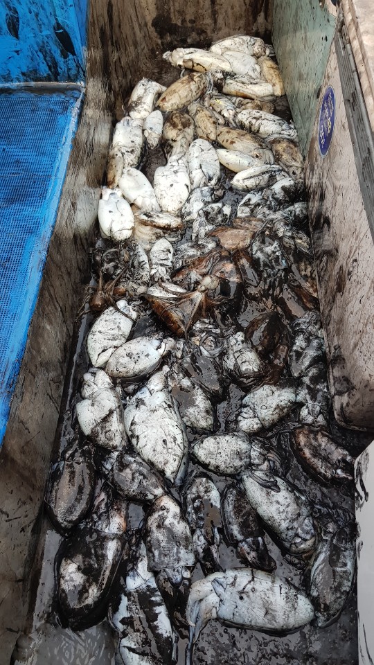 10월11일 거정호 갑오징어조황