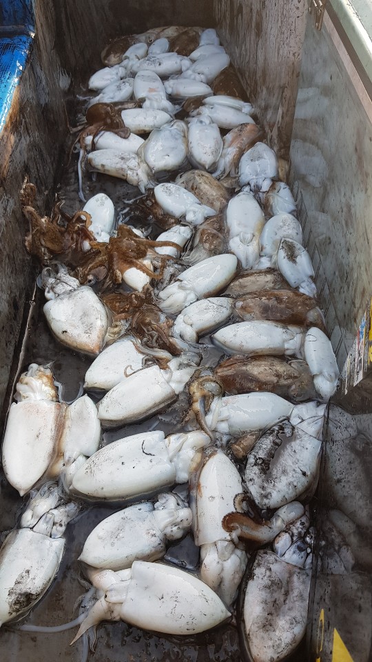 10월12일 거정호 갑오징어조황