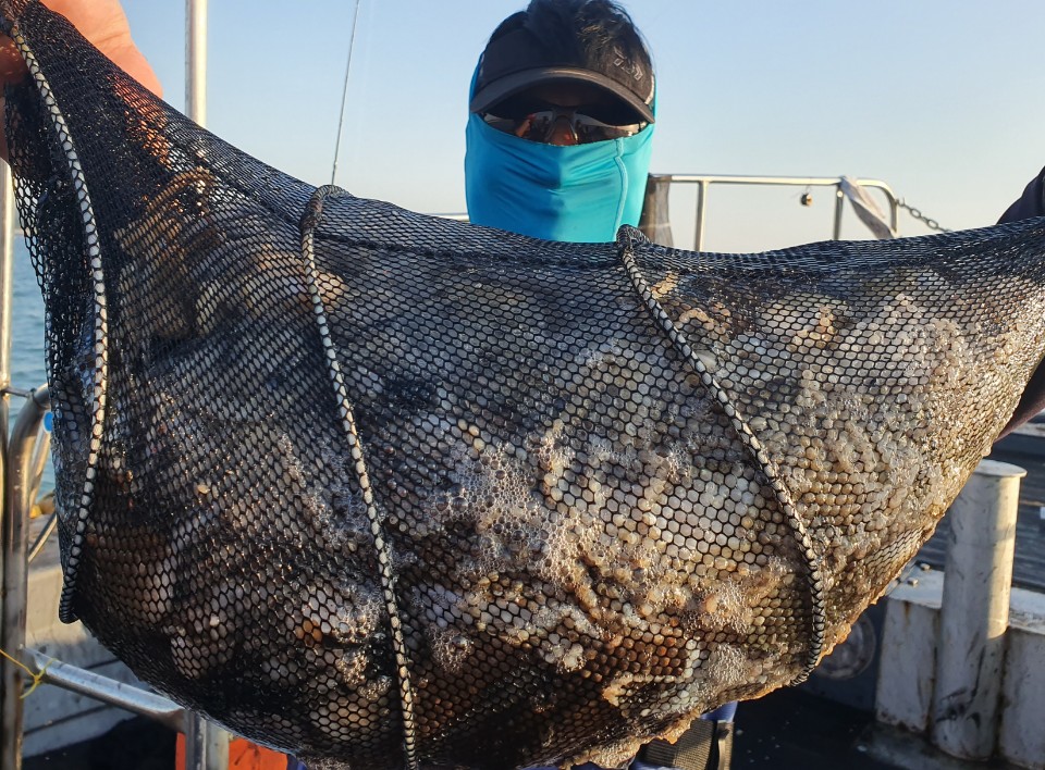 10월12일 뉴대성호 주꾸미조황