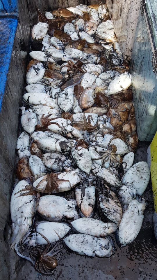 10월 6일 거정호 갑오징어조황