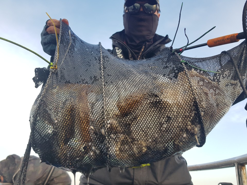 11월3일 거정호 쭈갑조황