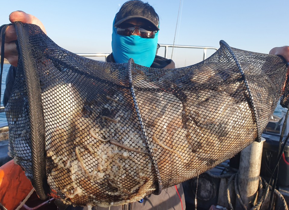 11월7일 뉴대성호 주꾸미조황