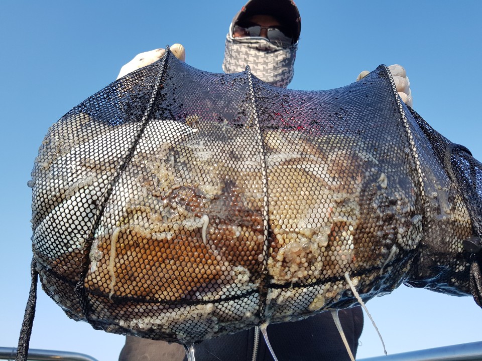 11월4일 거정호 쭈갑조황