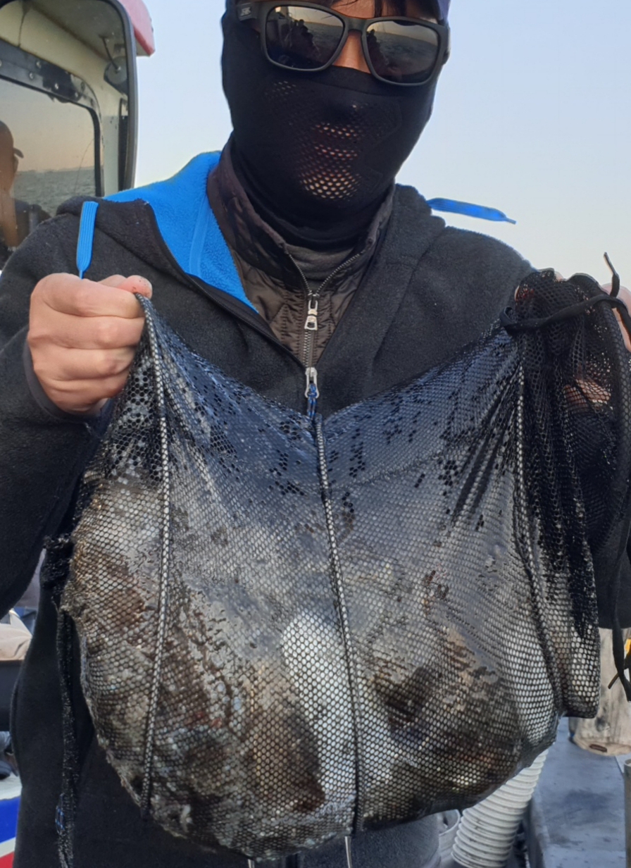 11월 04일 대성2호 쭈꾸미조황