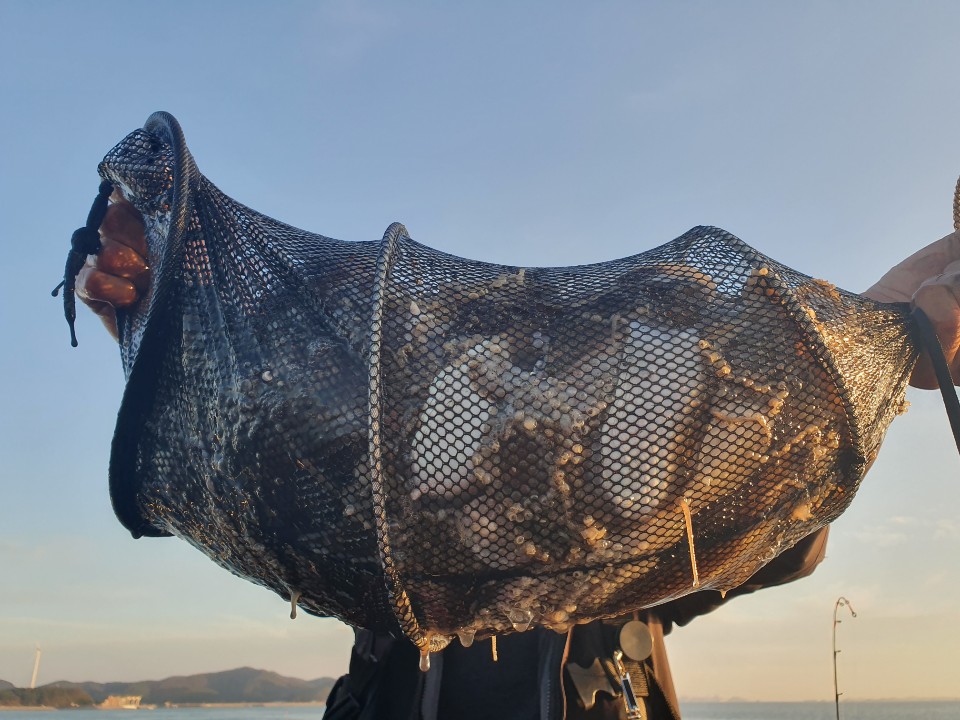 11월12일 뉴대성호 주꾸미조황