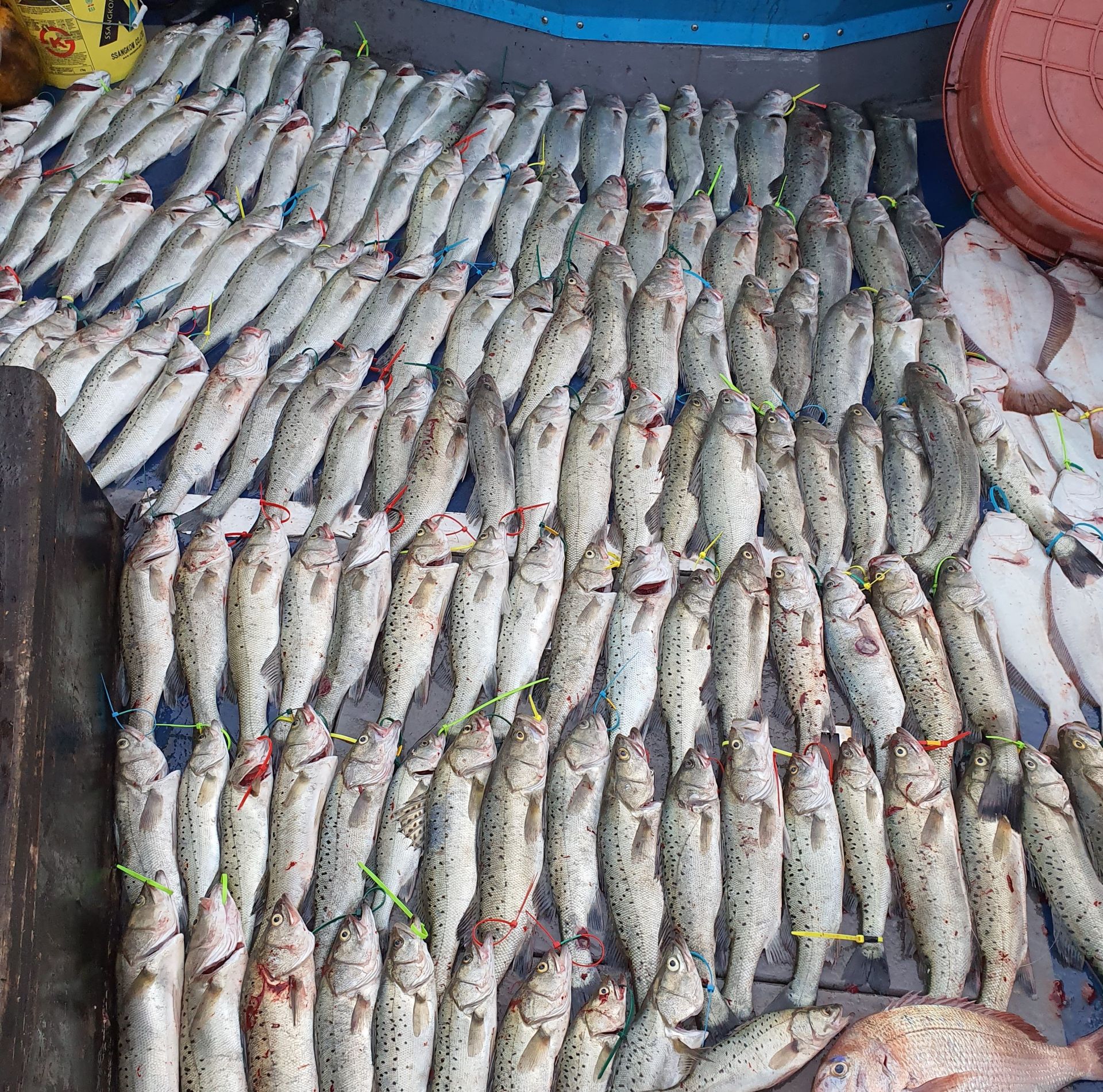 11월9일 대성호 농어외수질 대박조황