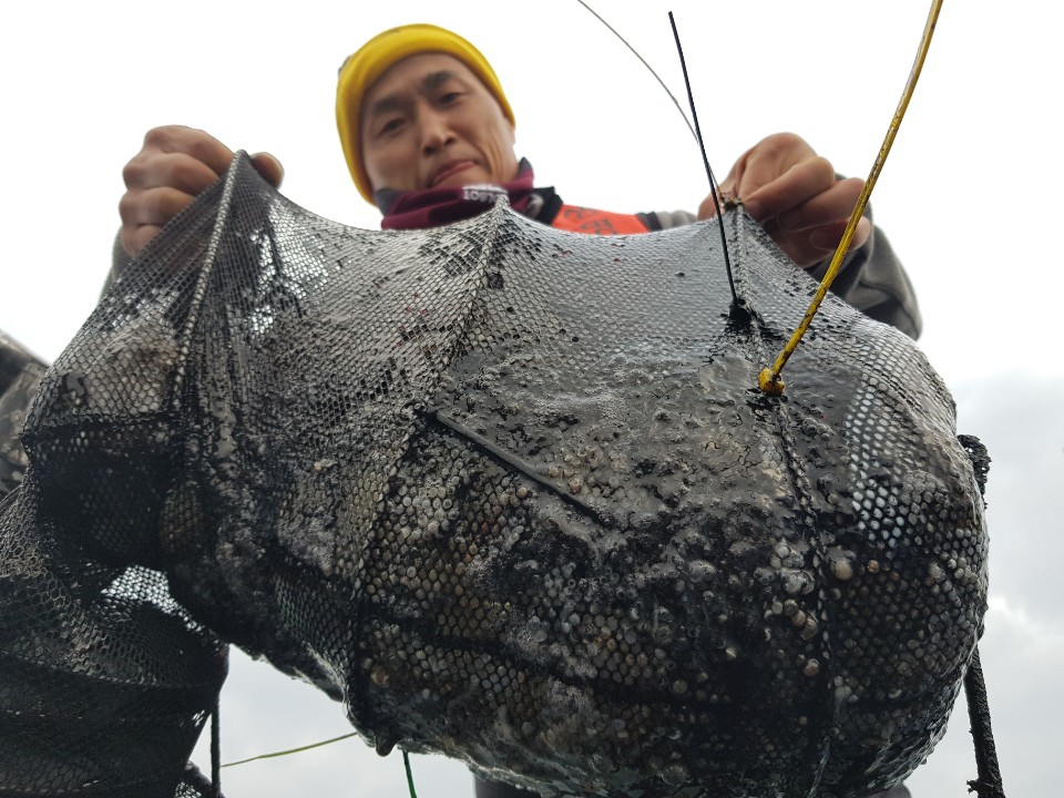 11월10일 거정호 쭈갑조황