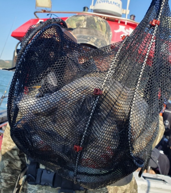 11월1일 뉴대성호 주꾸미조황