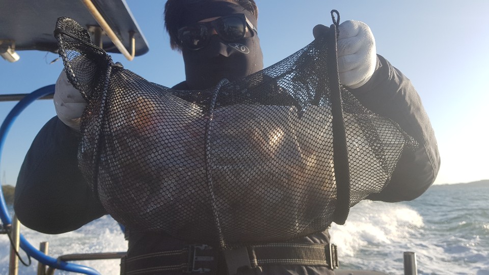 11월8일 대성호 쭈꾸미조황