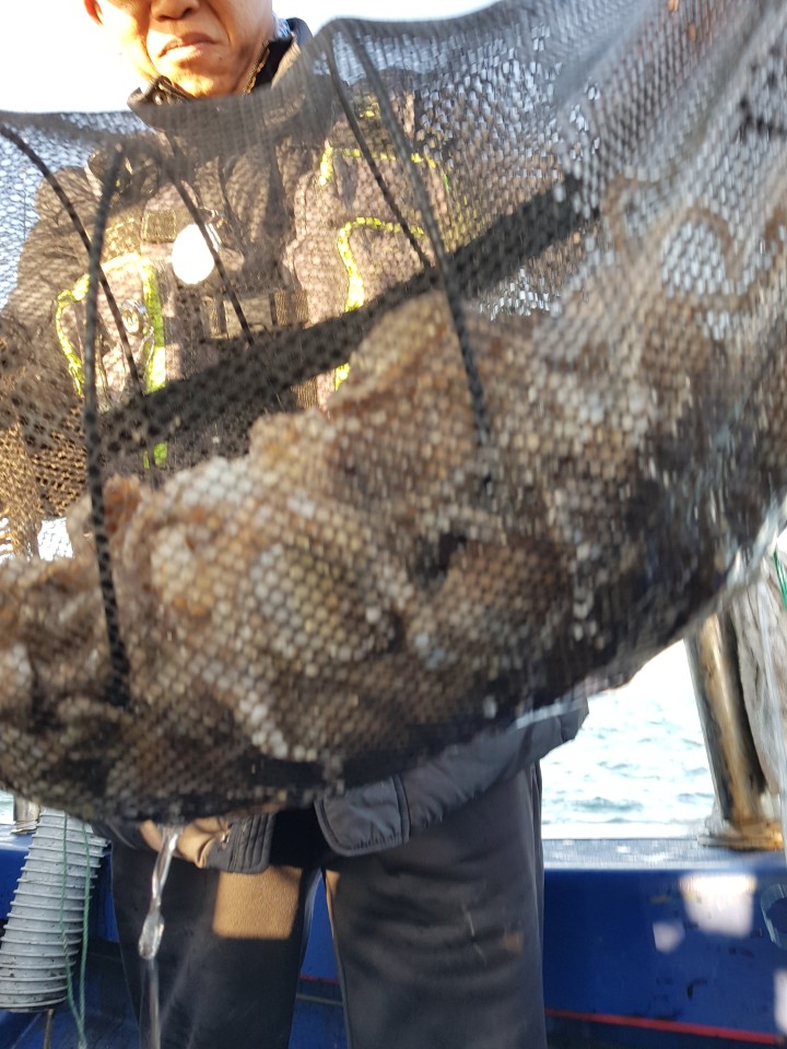 11월7일 대양호 쭈꾸미조황