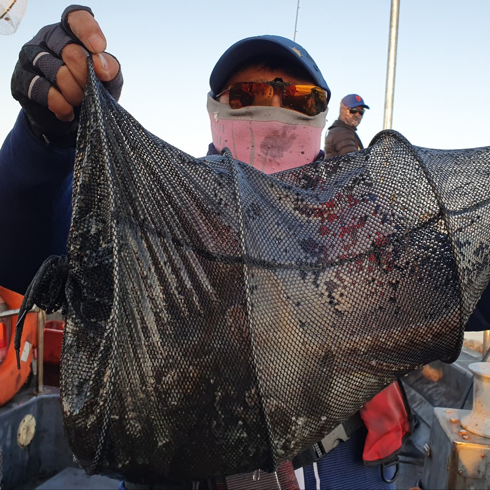 11월22일 뉴대성호 주꾸미조황