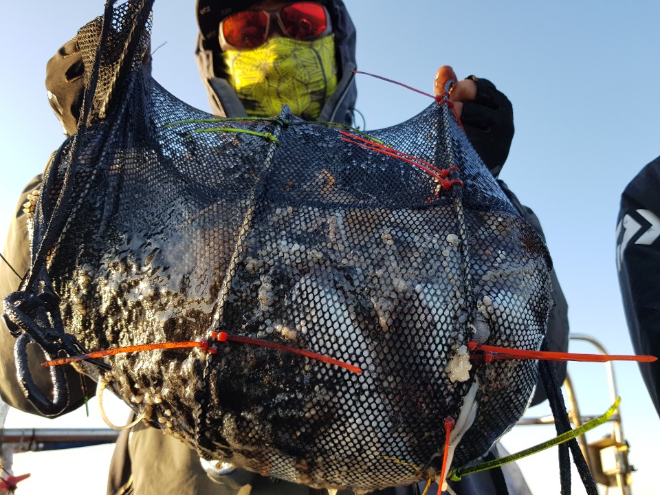 11월7일 거정호 쭈갑조황