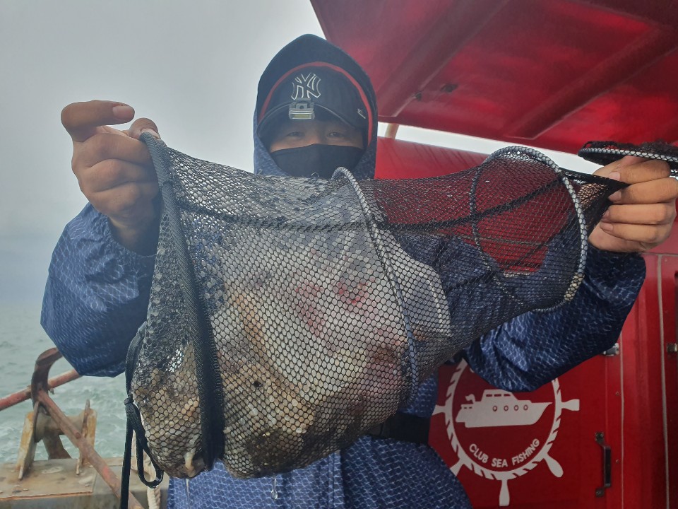 11월24일 뉴대성호 주꾸미조황