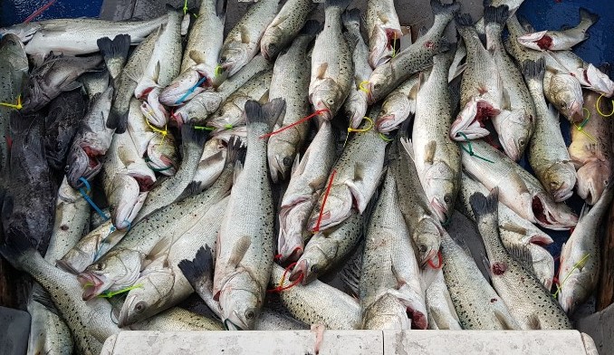 11월12일 대성호 농어외수질 조황