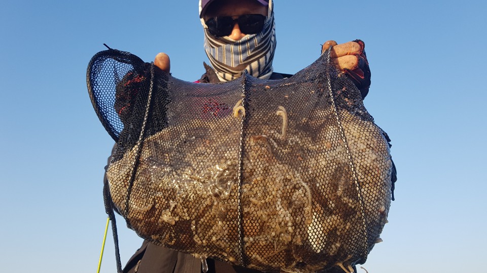 11월5일 대성호 쭈꾸미조황