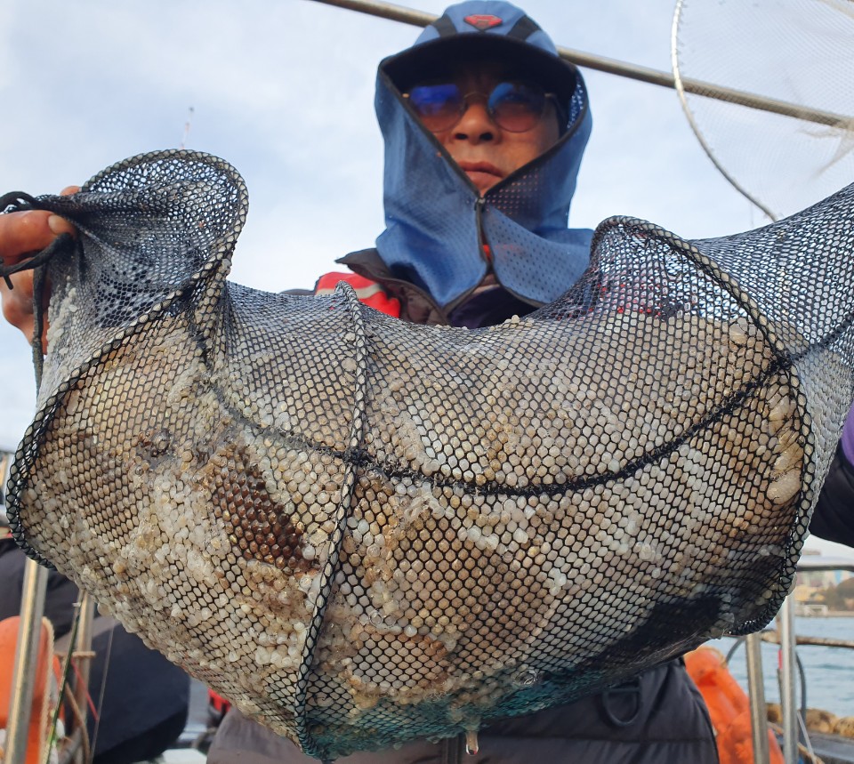 11월6일 뉴대성호 주꾸미조황