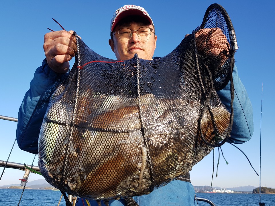 11월8일 거정호 쭈갑조황