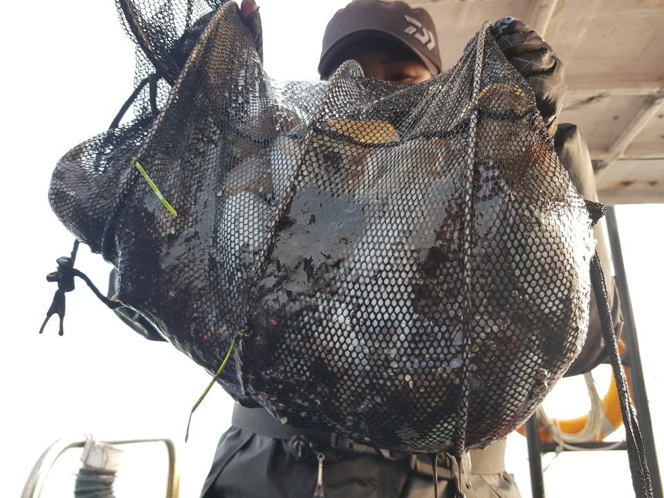 11월2일 거정호 쭈갑조황