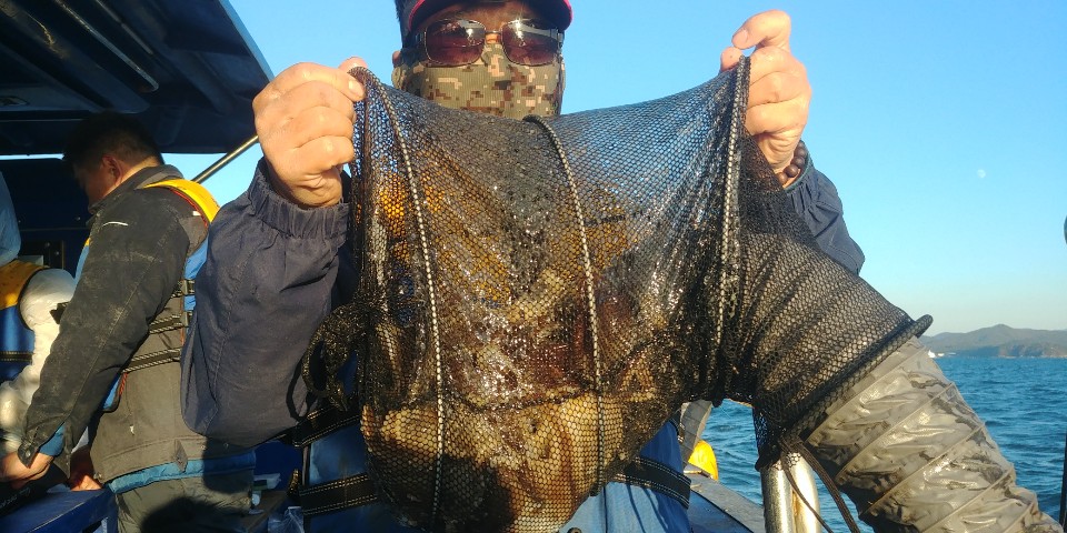 11월8일천성호주꾸미조황