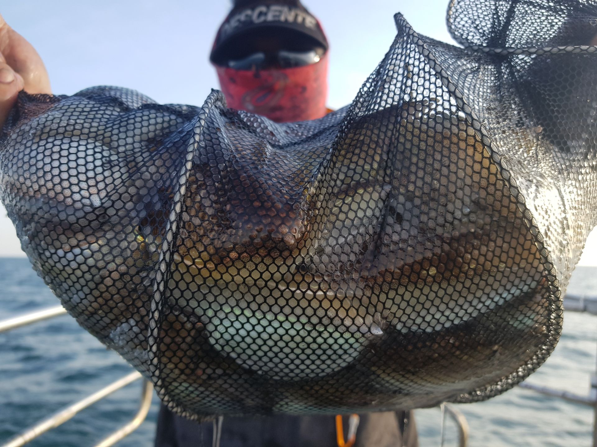 11월3일 뉴궁리호 주꾸미조황