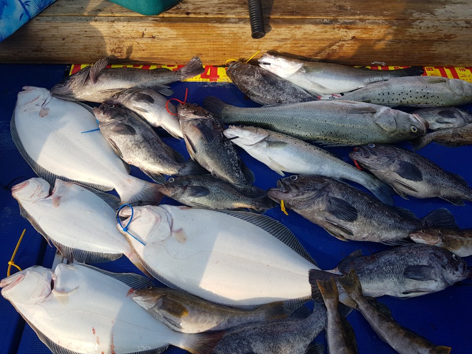 5월23일 대양호 외수질 조황